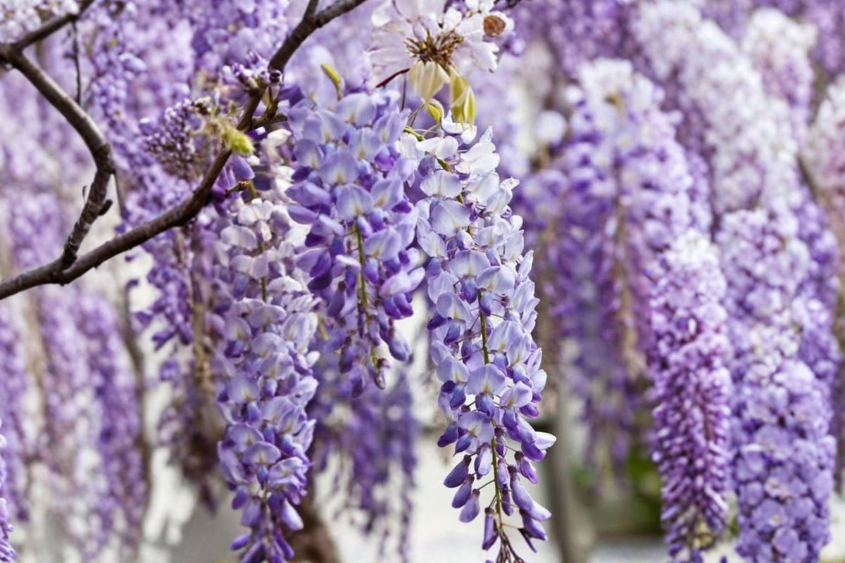 Purple Chinese Wisteria Live Starter Plant – Fast Growing Flowering Vine | Wisteria Sinensis Seedling