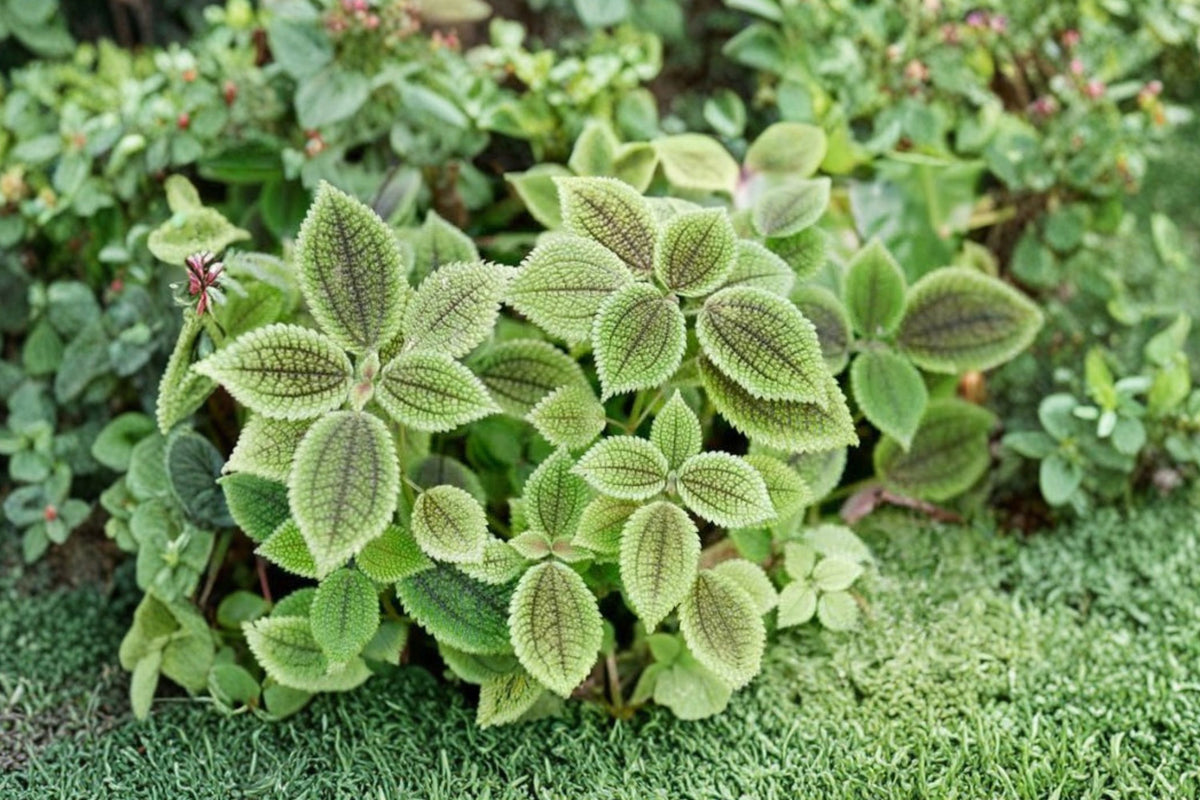 Pilea Moon Valley Friendship Plant – Live Tropical Houseplant | 4 Inch Pot | Textured Foliage Indoor Plant