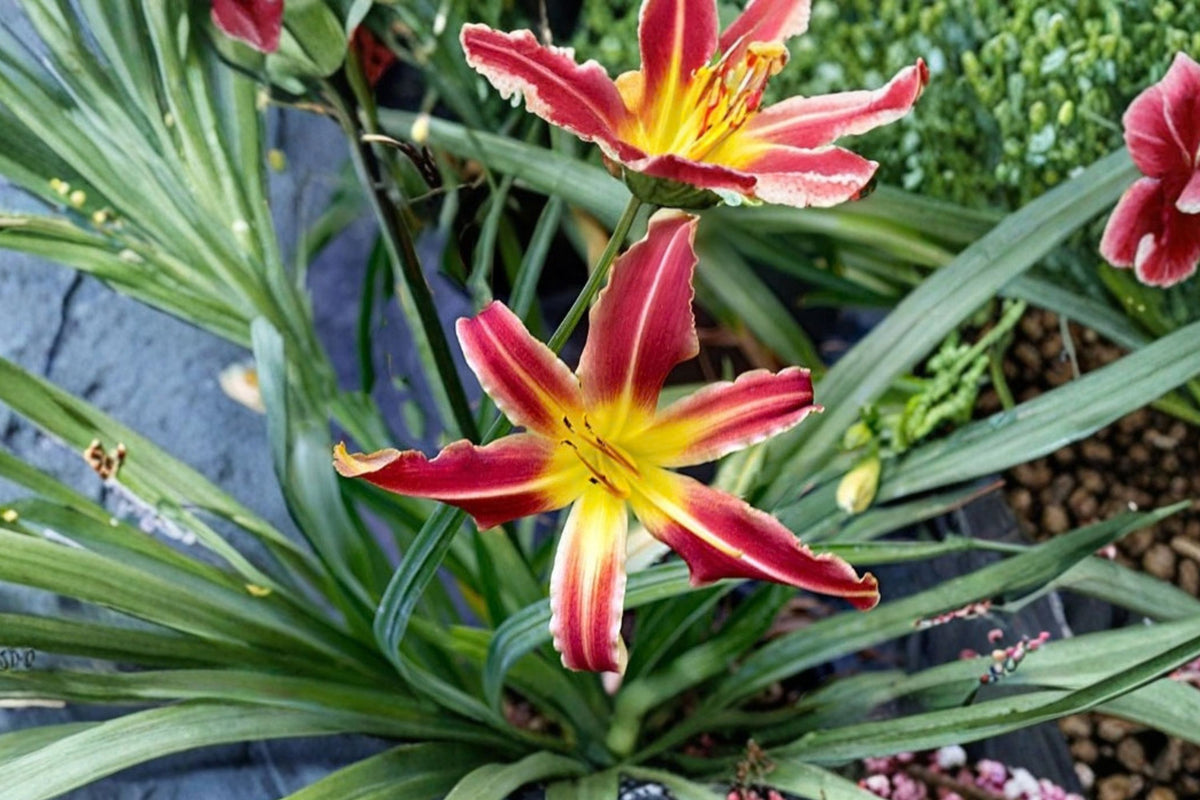 Candy Cane Dreams Daylily – Live Bare Root Plant | Large 6 Inch Red Cream Blooms | Reblooming Hemerocallis