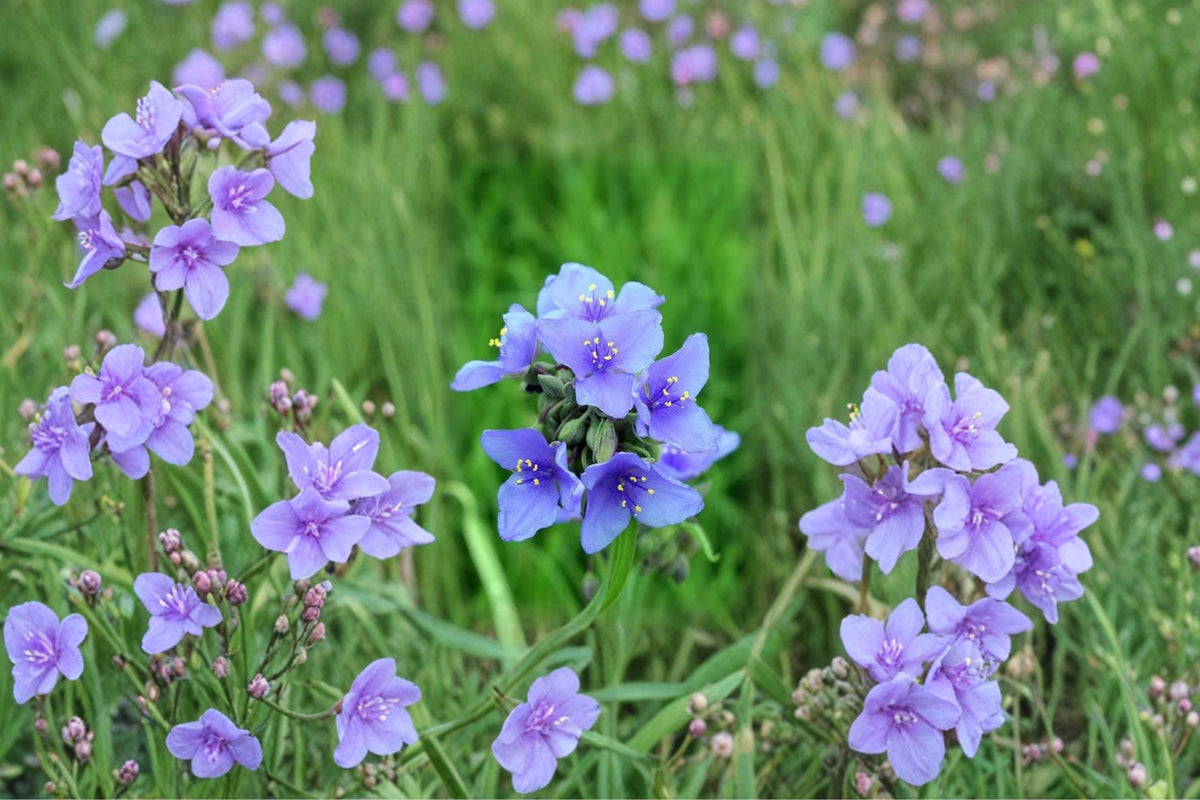 5 Spiderwort Tradescantia Live Plants – Purple Flower Bare Root Rhizomes | Hardy Flowering Perennial