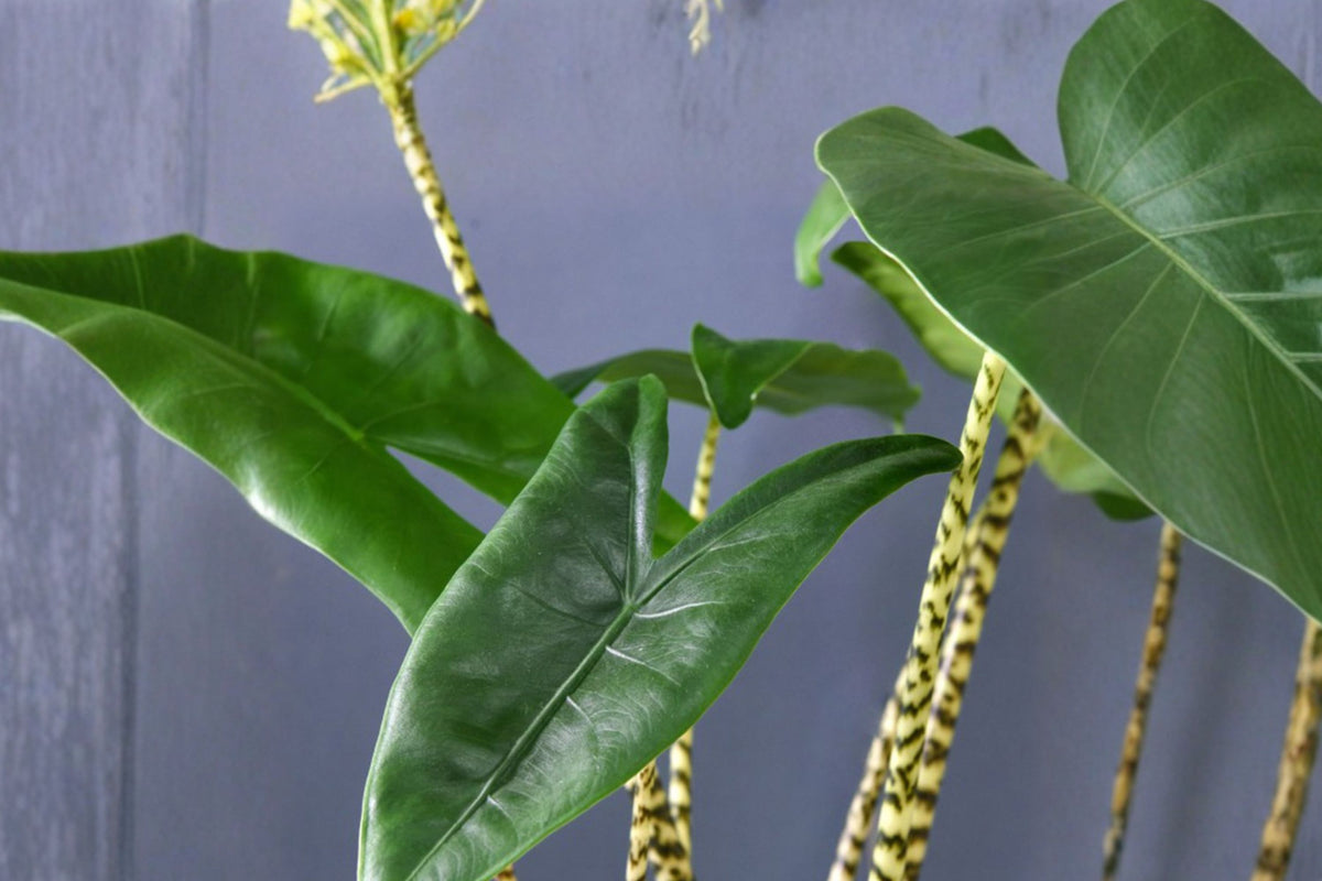 Alocasia Zebrina Live Plant – 4 Inch Pot | Zebra Stem Tropical Houseplant | Exotic Indoor Foliage Plant
