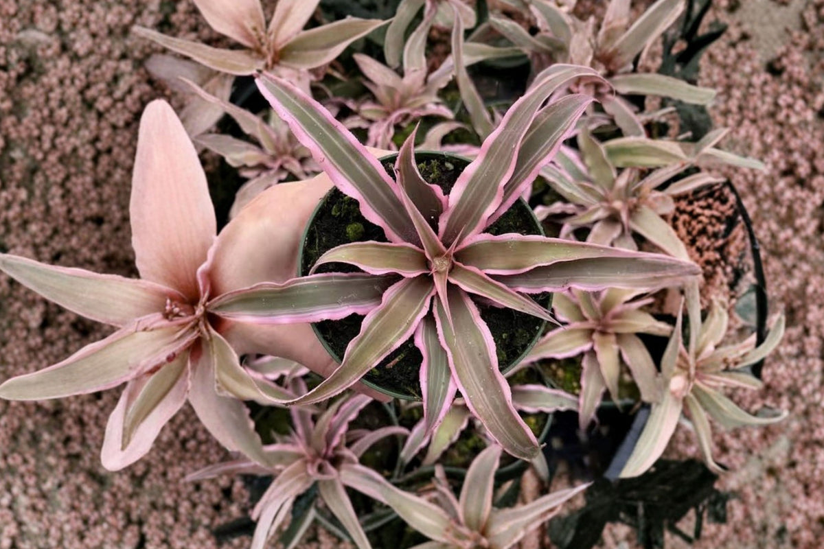 Cryptanthus Earth Star Pink Live Plant – 4 Inch Pot | Pink Edged Tropical Bromeliad | Colorful Indoor Houseplant