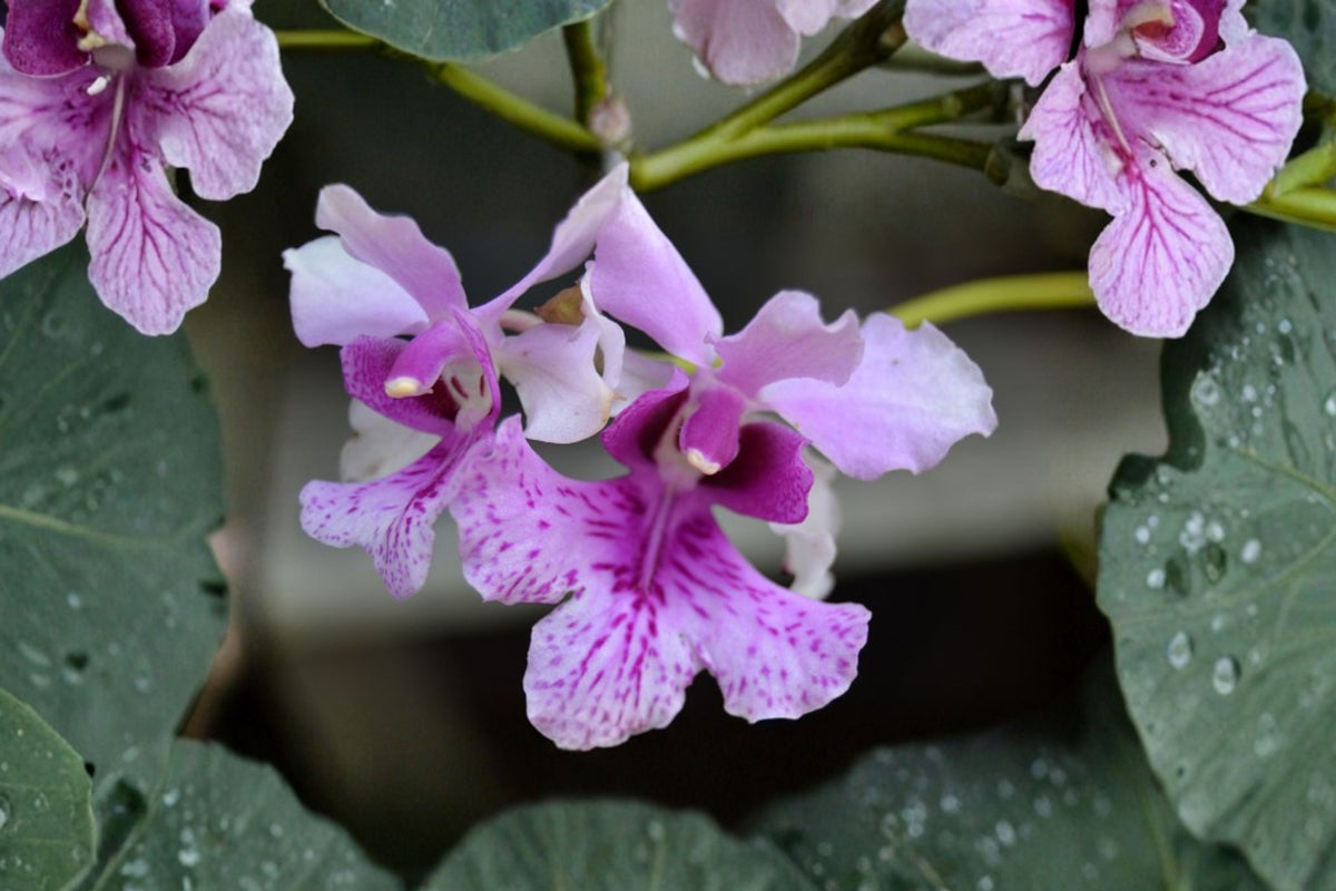 Papilionanthe Hookeriana Rare Species Orchid – Live Plant | 4 Inch Pot | Tropical Collector Orchid