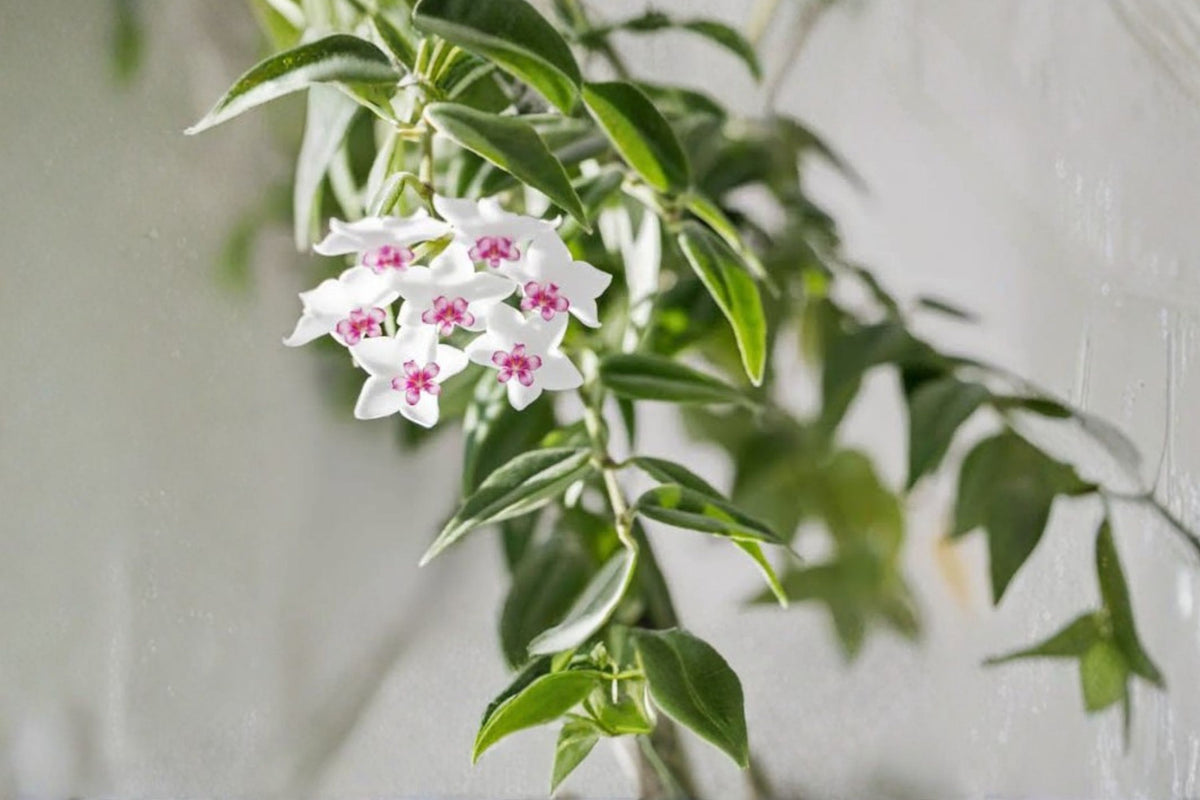 Hoya Mini Belle Live Plant – 4 Inch Pot | Tropical Wax Plant | Trailing Indoor Houseplant