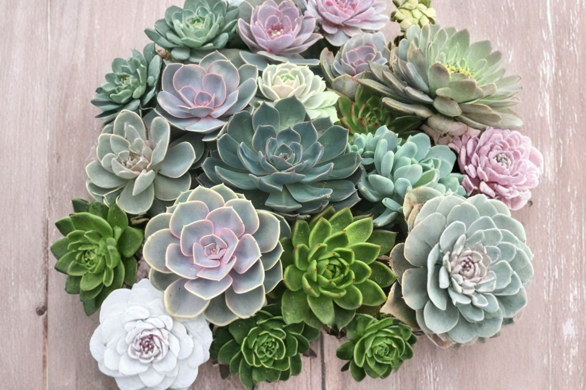 4 Pack Echeveria Succulent Combo – Live Plants in 2 Inch Pots | Indoor Outdoor Garden Plants