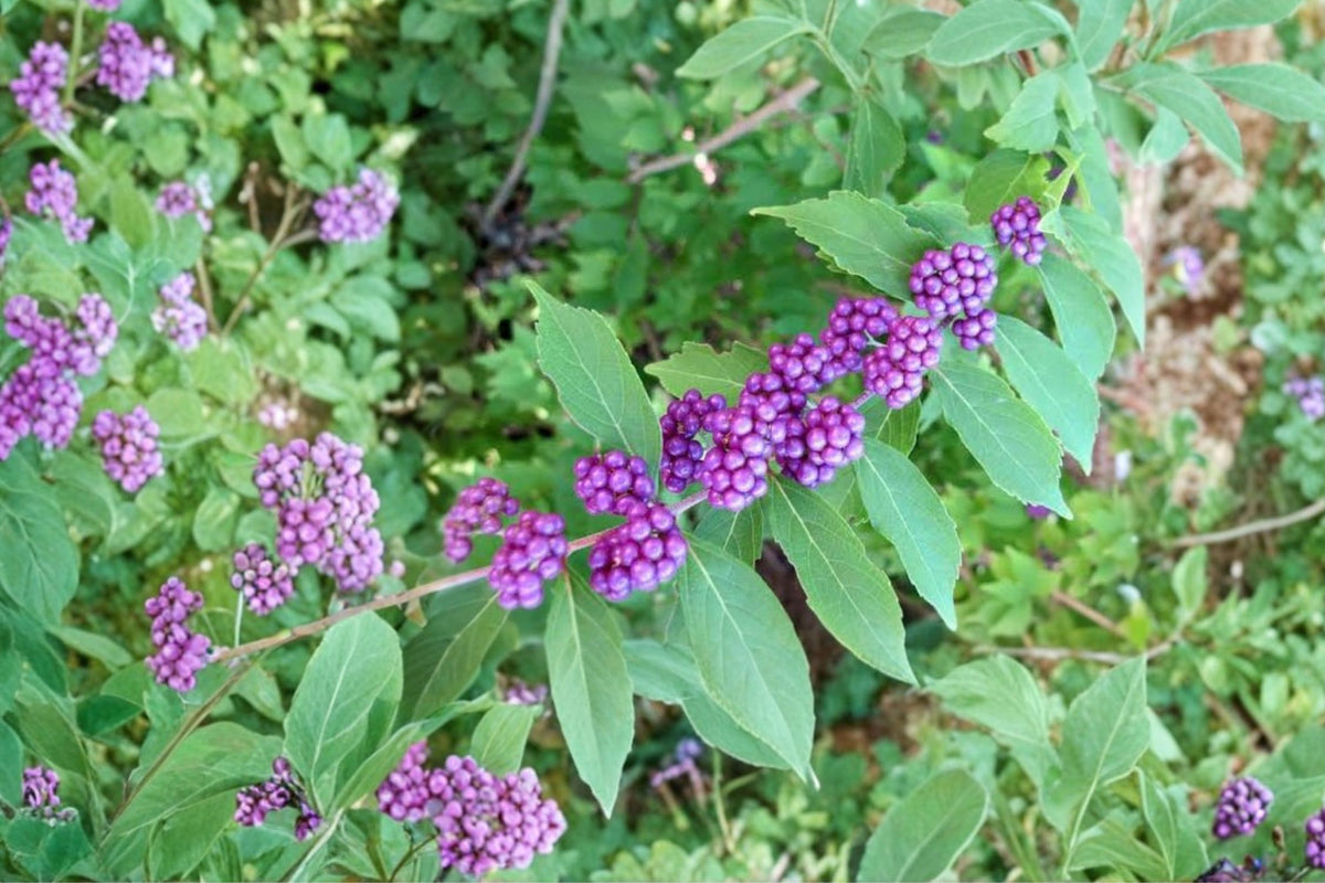 Issai Japanese Beautyberry Live Plant – Callicarpa Dichotoma | 8–12 Inch Starter | Purple Berry Pollinator Shrub
