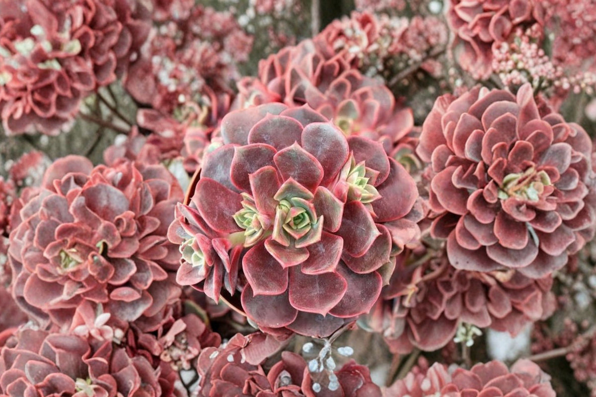 Echeveria Crystal Ball Succulent – 1.5 Inch Live Plant | Rare Collector Succulent | Bare Root
