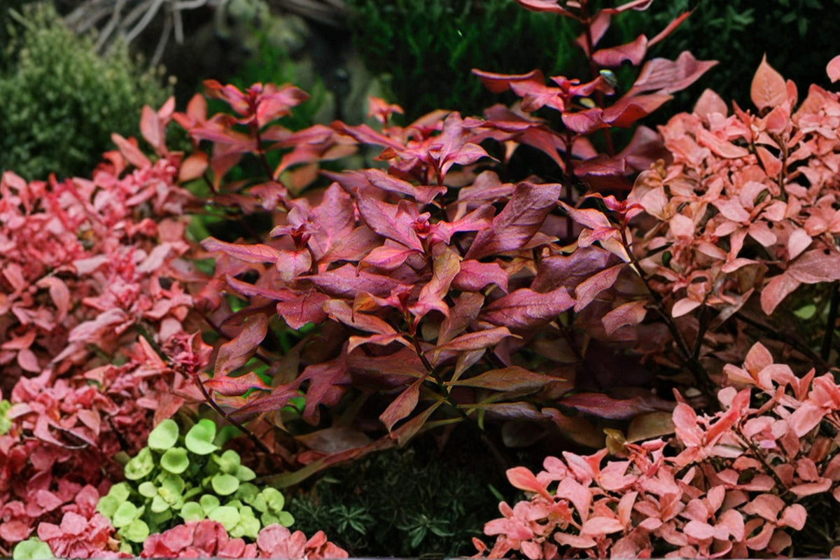 Ludwigia Repens Super Red Mini – Live Aquarium Plant | Vibrant Red Aquatic Stem Plant | USA Farm Grown