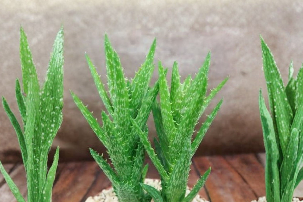 Tiger Tooth Aloe – Aloe Juvenna Live Plant | 4 Inch Pot | Indoor Outdoor Succulent
