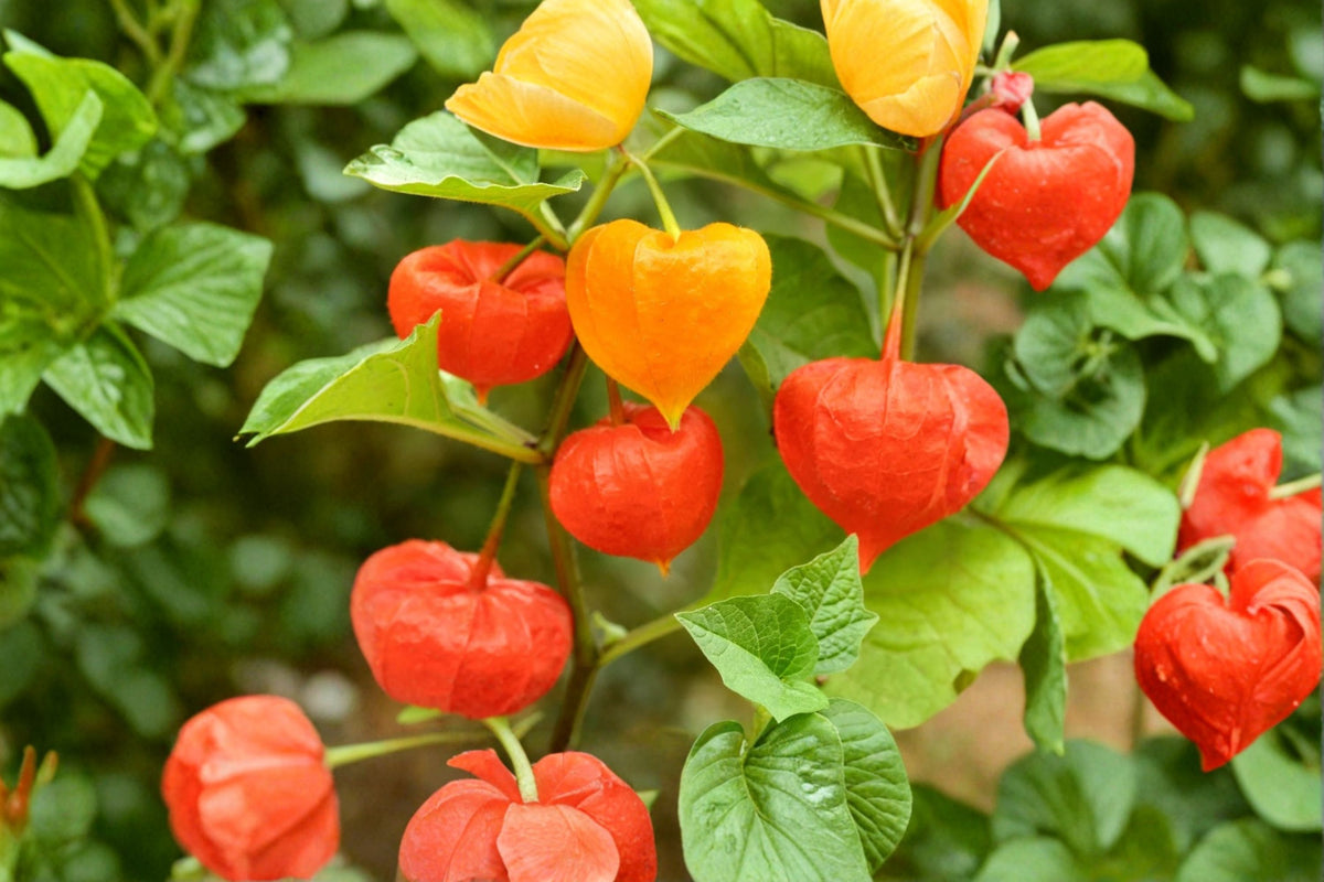 Chinese Lantern Live Plant – Physalis Alkekengi | Orange Lantern Perennial | Fall Garden Plant