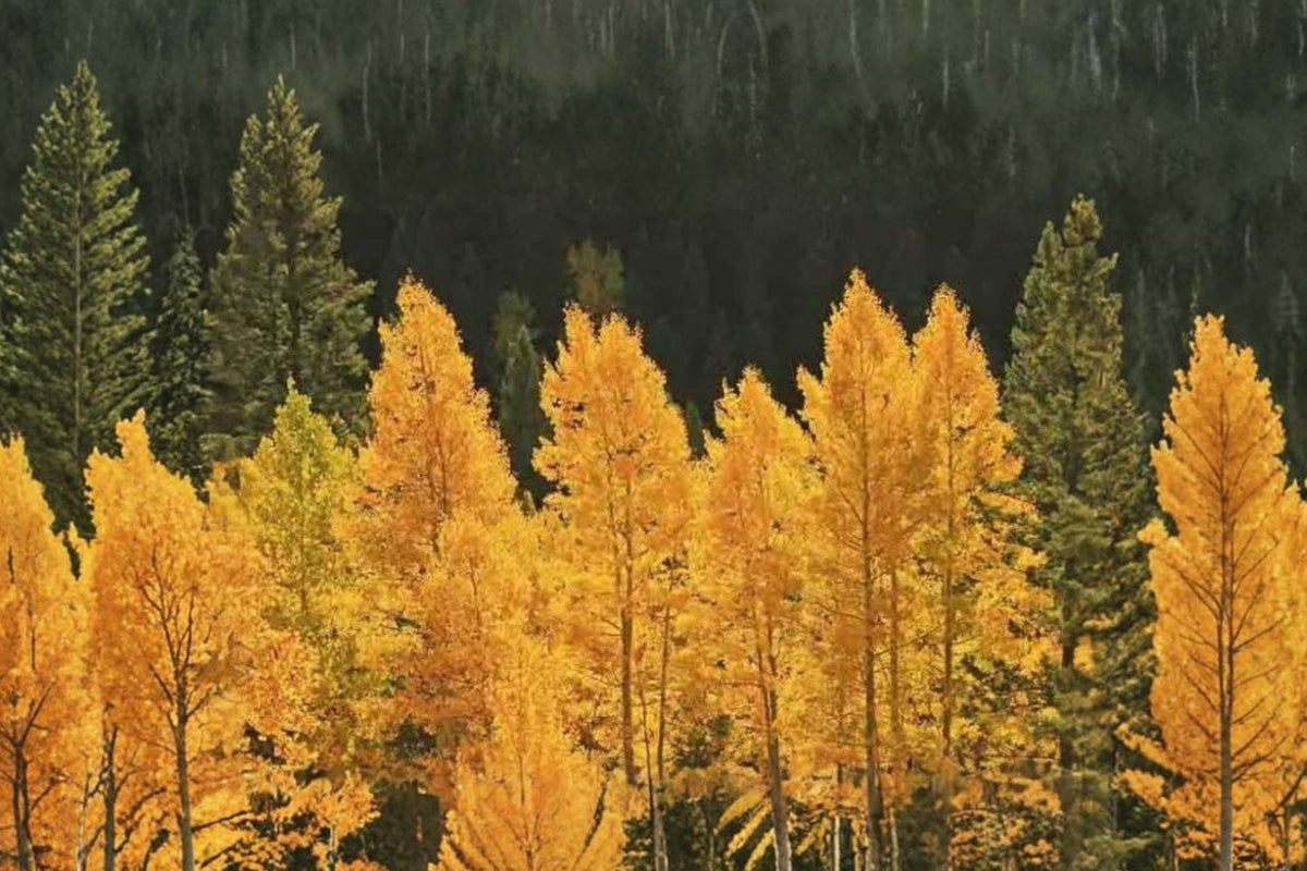 Quaking Aspen Tree Live Seedling – Populus Tremuloides | 4 Inch Pot | Healthy Rooted Landscape Tree