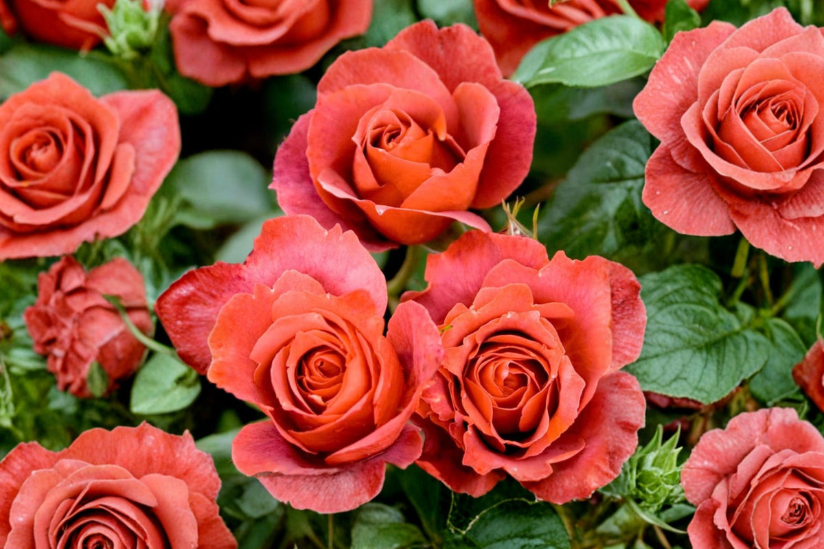 Hot Cocoa Rose Live Starter Plant – 4–6 Inches Tall | Large Blooms | Rooted Plant Ships No Pot