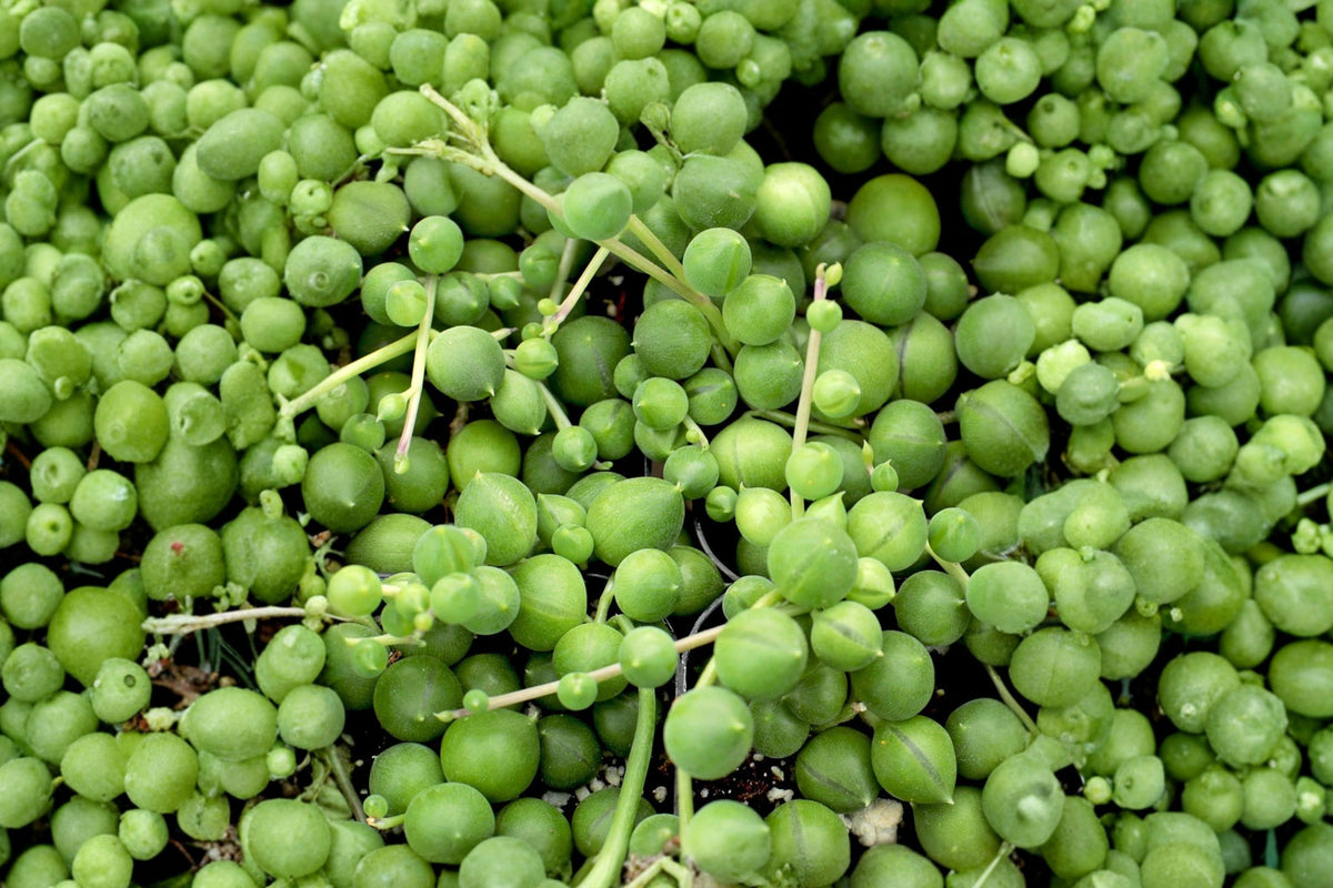 String of Pearls Live Plant – Curio Rowleyanus | 6 Inch Hanging Pot | Trailing Succulent Houseplant