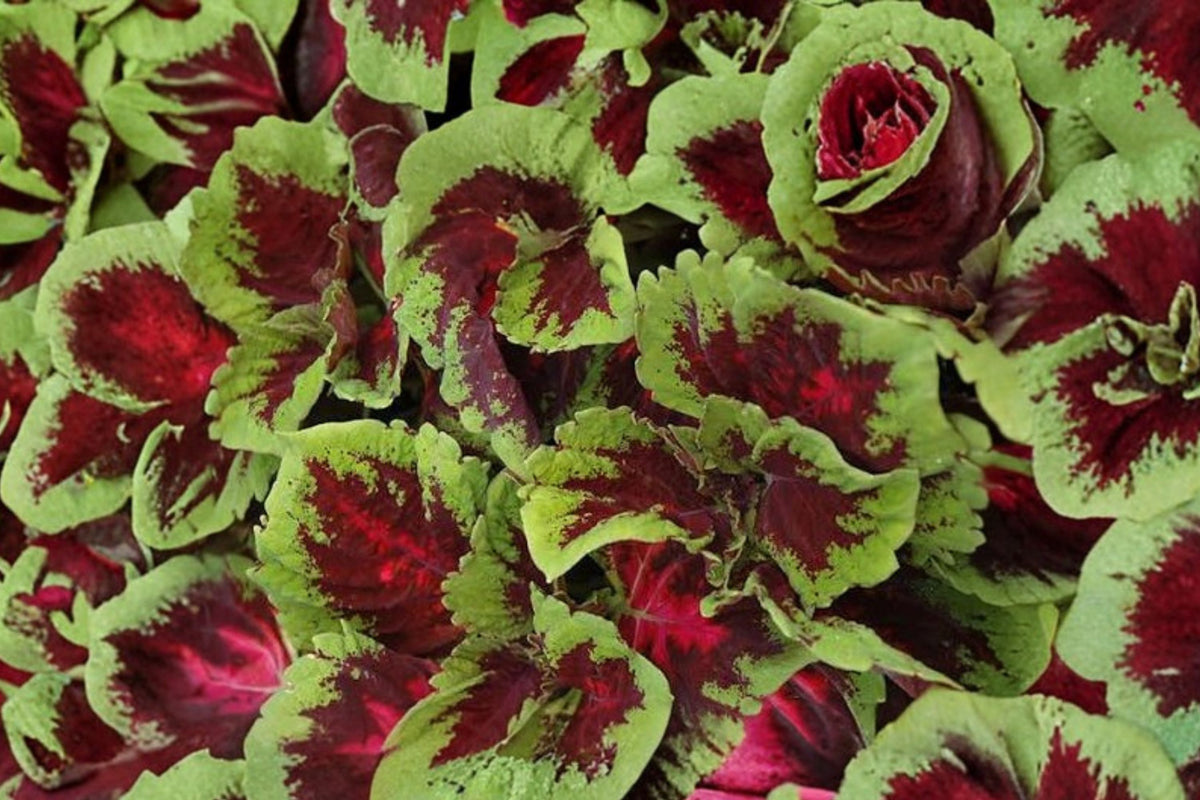 Red Giant Kong Coleus Live Plant – Rooted Cutting | Vibrant Red Foliage | Indoor Outdoor Ornamental Plant