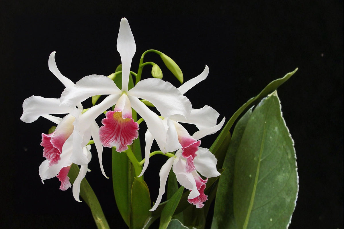Laelia Purpurata Var. Carnea Live Orchid – 2.5 Inch Pot | Fragrant Rare Cattleya-Type Orchid
