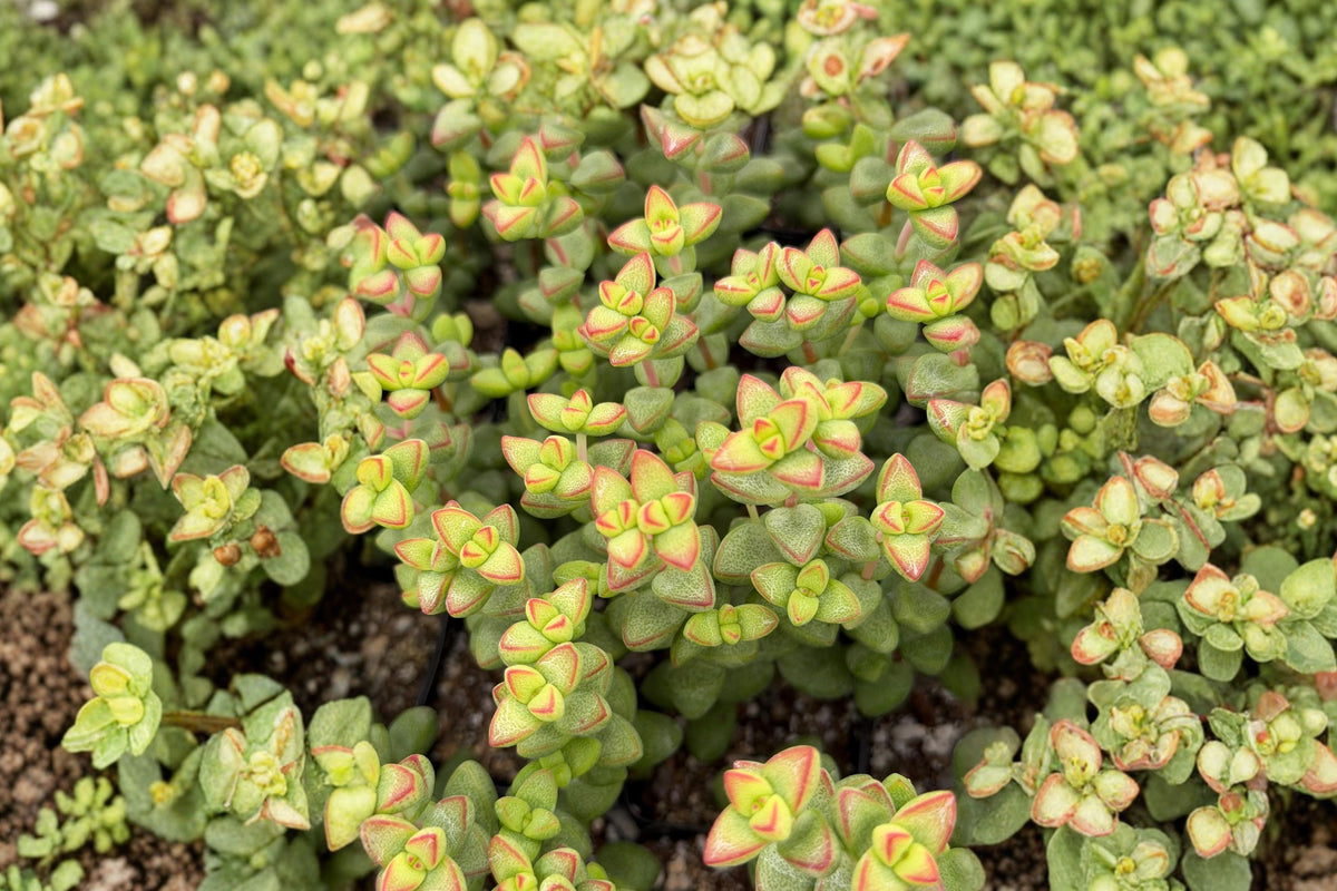Crassula Brevifolia Teapot Live Succulent – Rooted Plant in 4 Inch Pot | Compact Potted Succulent