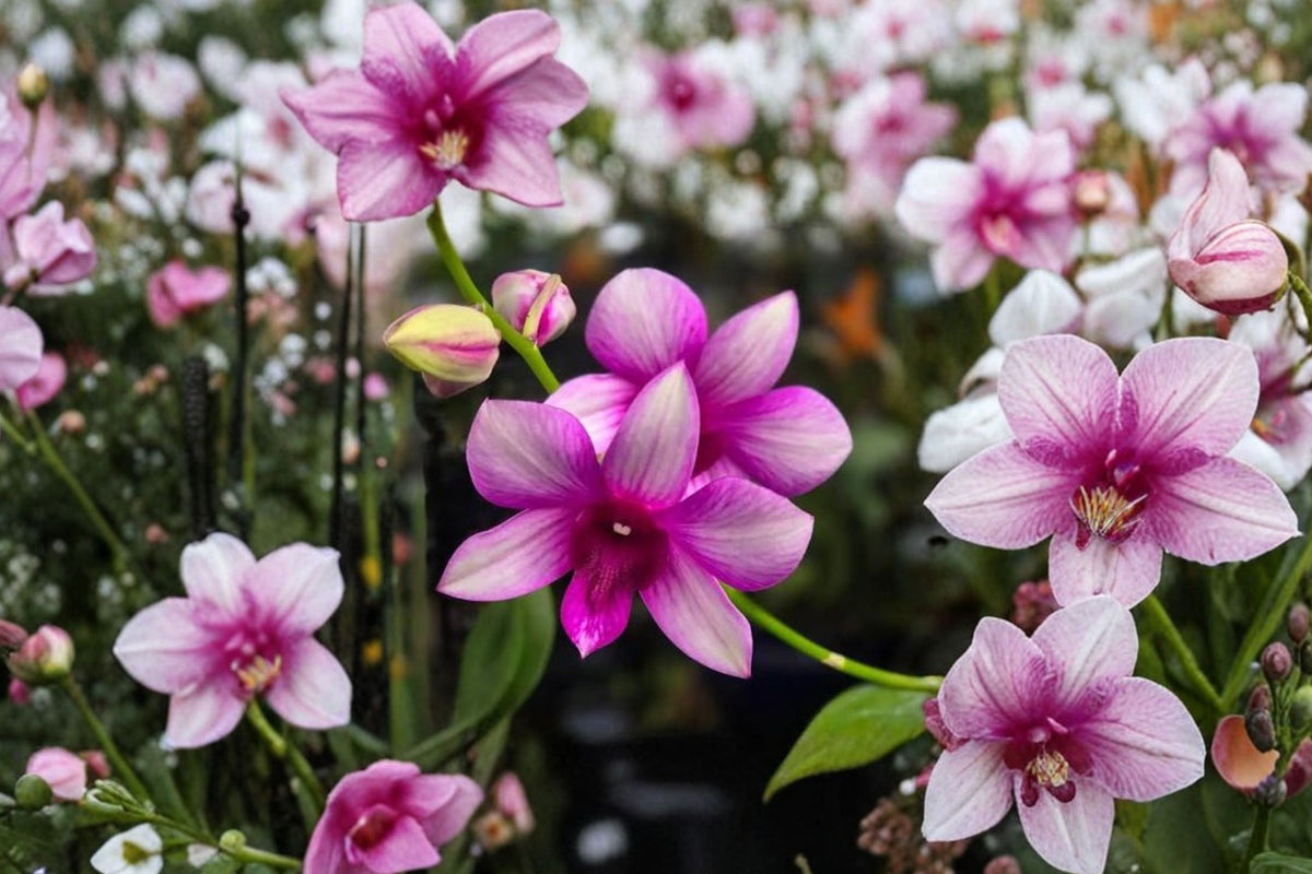 Dendrobium Goddess of Love Orchid – Live Blooming Size Orchid Plant | Tropical Collector Orchid
