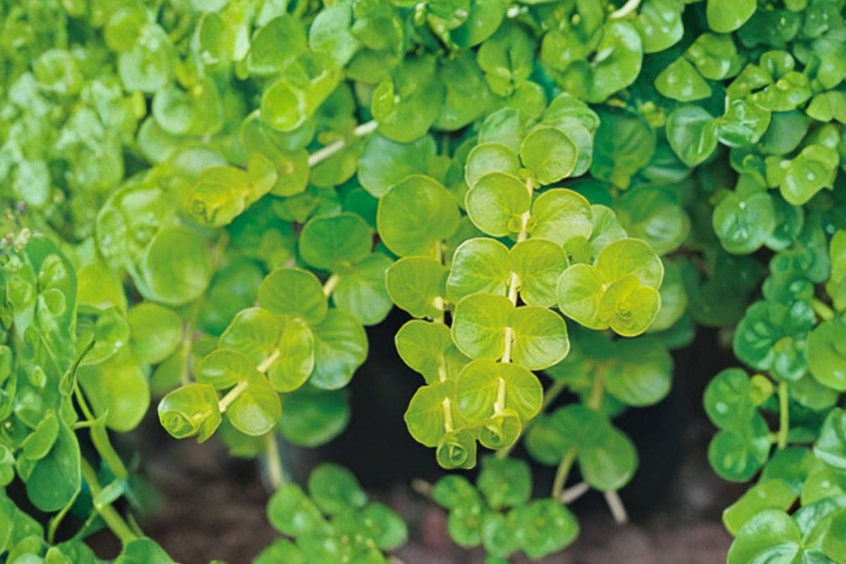 Creeping Jenny Goldilocks Live Plant – Lysimachia Nummularia | 4 Inch Pot | Golden Trailing Groundcover