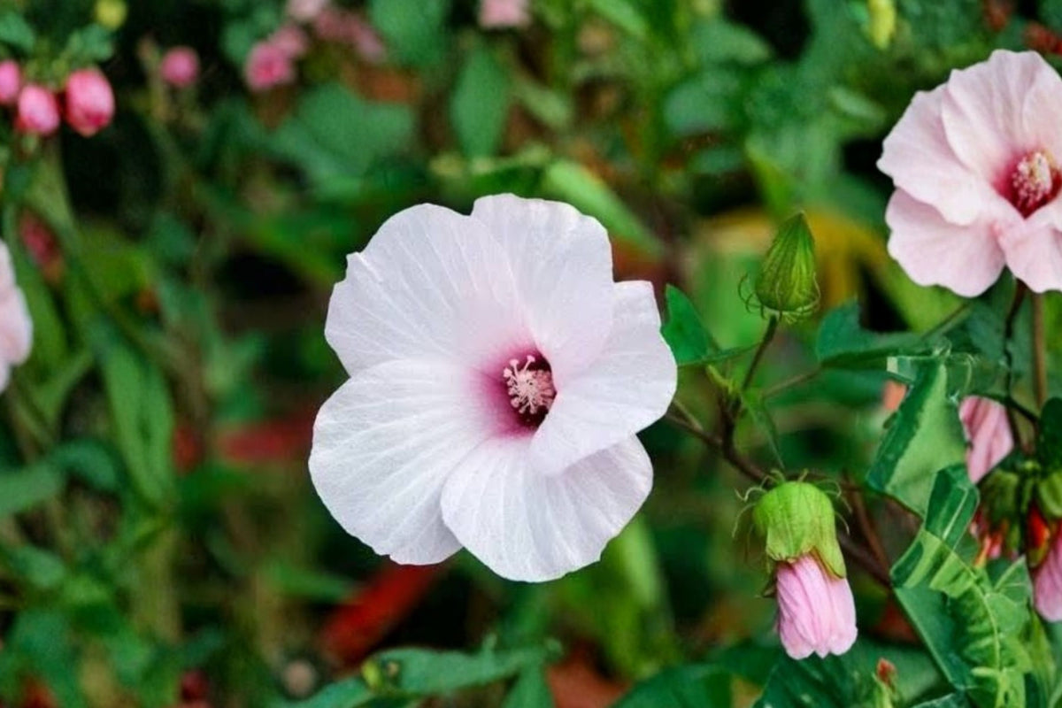 Rose Mallow Hibiscus Moscheutos Live Plants – Set of 2 | 20+ Inches Tall | Bare Root Hardy Hibiscus