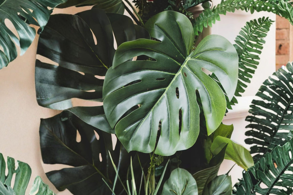 Variegated Monstera Live Plant – 4–6 Inches Tall | Rare Tropical Houseplant | Ships No Pot