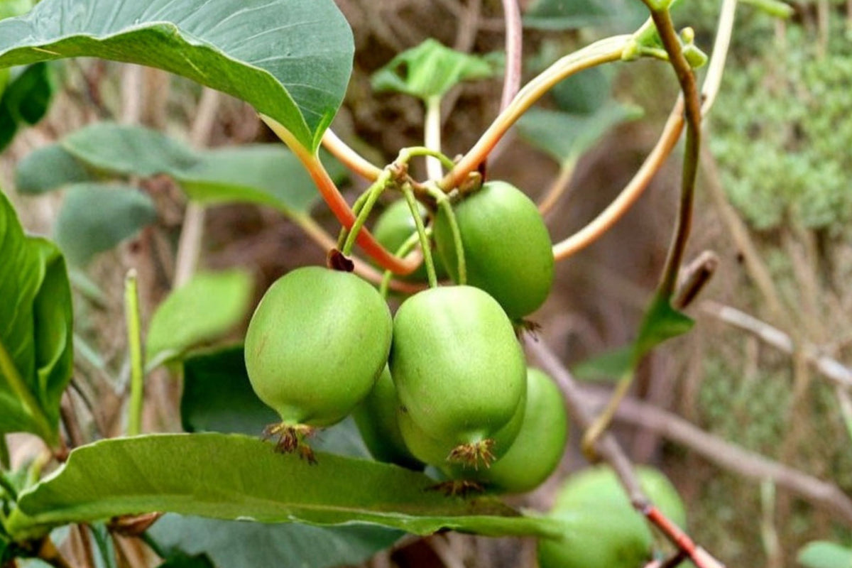Set of 2 Prolific Kiwi Live Plants – Actinidia Arguta | 4–6 Inch Hardy Kiwi Vines | Self-Fertile Fruit Plant