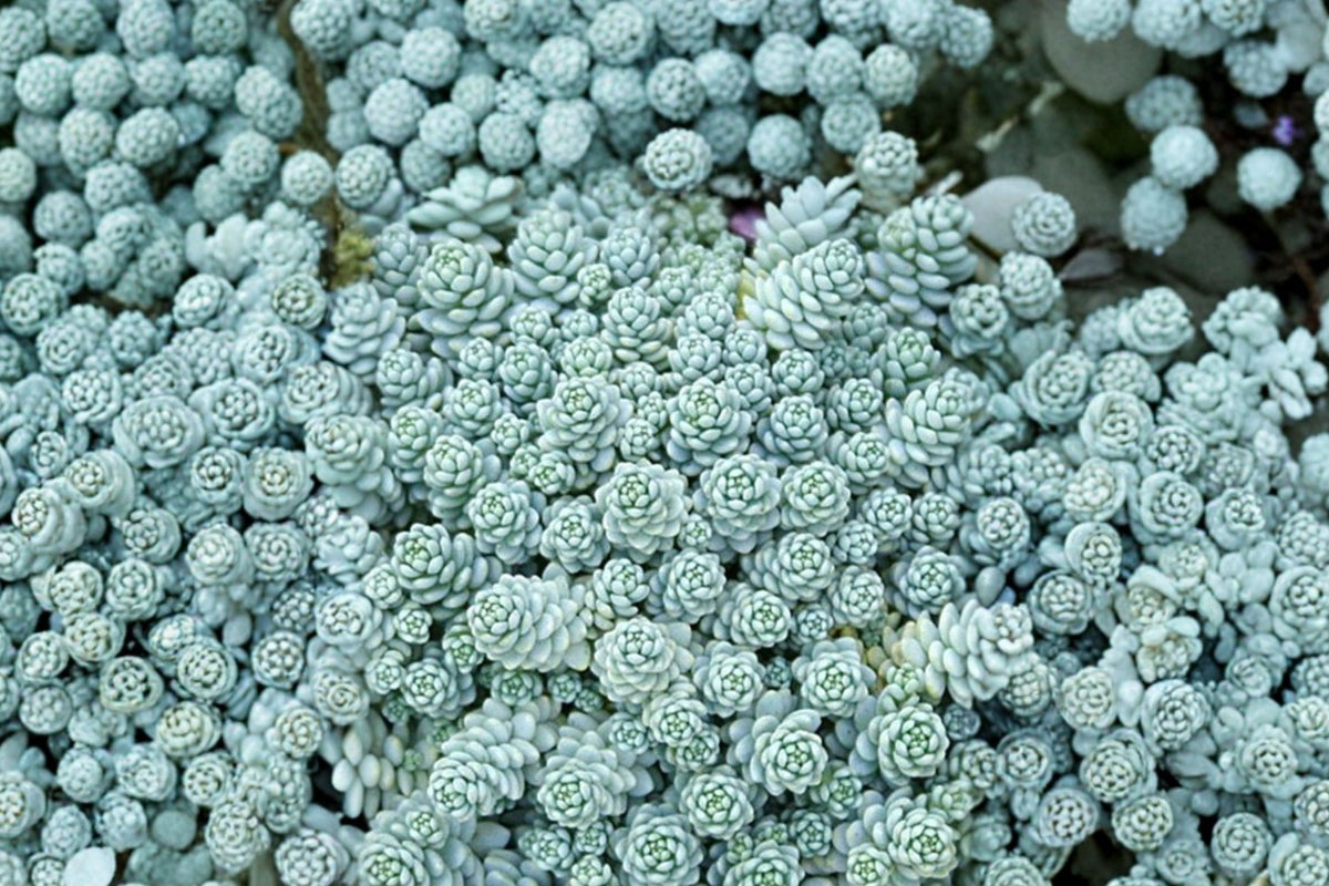 Sedum Dasyphyllum Corsican Stonecrop Live Succulent – 4 Inch Pot | Creeping Groundcover Plant