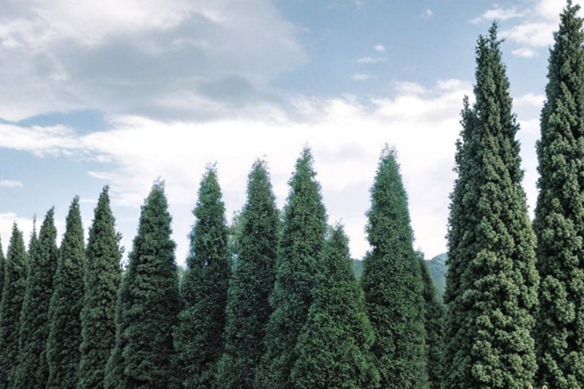 Green Giant Arborvitae Live Trees – Set of 4 | Thuja Green Giant | 1 Quart Evergreen Privacy Trees