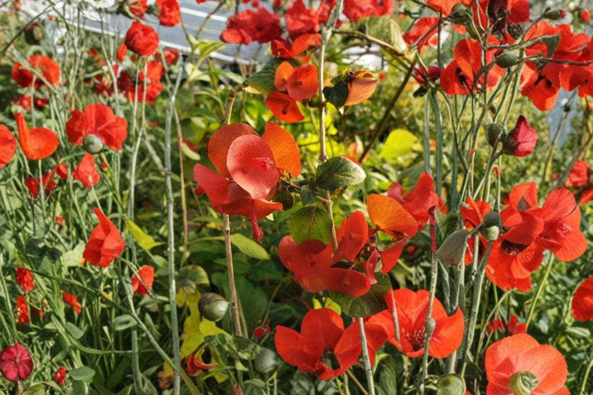 Red Mandarin Hat Live Plant – Holmskioldia Sanguinea | 6–10 Inch Starter | Rare Scarlet Flowering Shrub