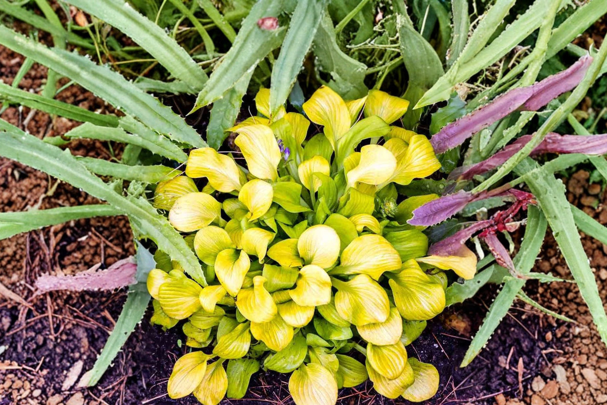Hosta Sun Mouse Live Starter Plant – Dwarf Golden Hosta | Shade Perennial | Wrapped Root Ball