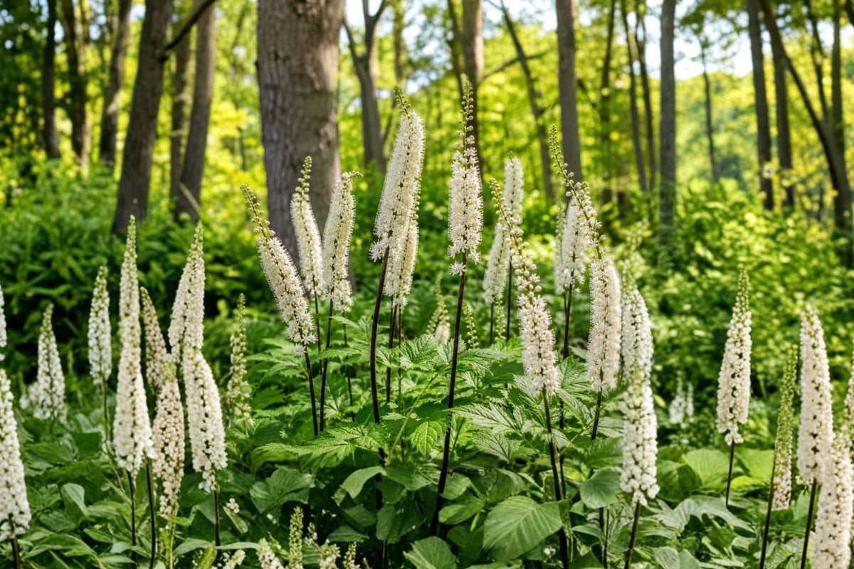 Black Cohosh Live Bare Roots – Set of 10 | Actaea Racemosa Native Woodland Perennial