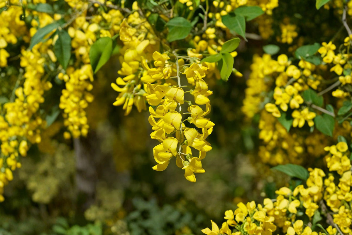 Golden Chain Tree Live Plant – Laburnum Anagyroides | 18–24 Inch Potted Flowering Tree