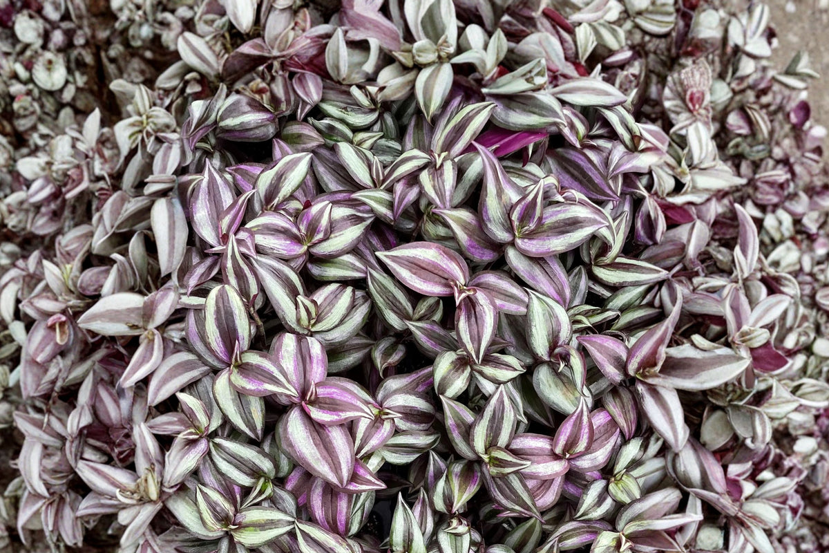 Tradescantia Zebrina Live Plant – 4 Inch Pot | Purple Silver Striped Trailing Houseplant