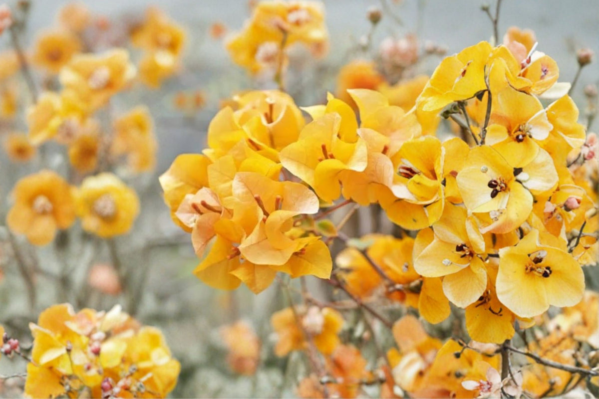 California Gold Bougainvillea Live Plants – Set of 3 | 4–6 Inch Yellow Flowering Tropical Vines | No Pot