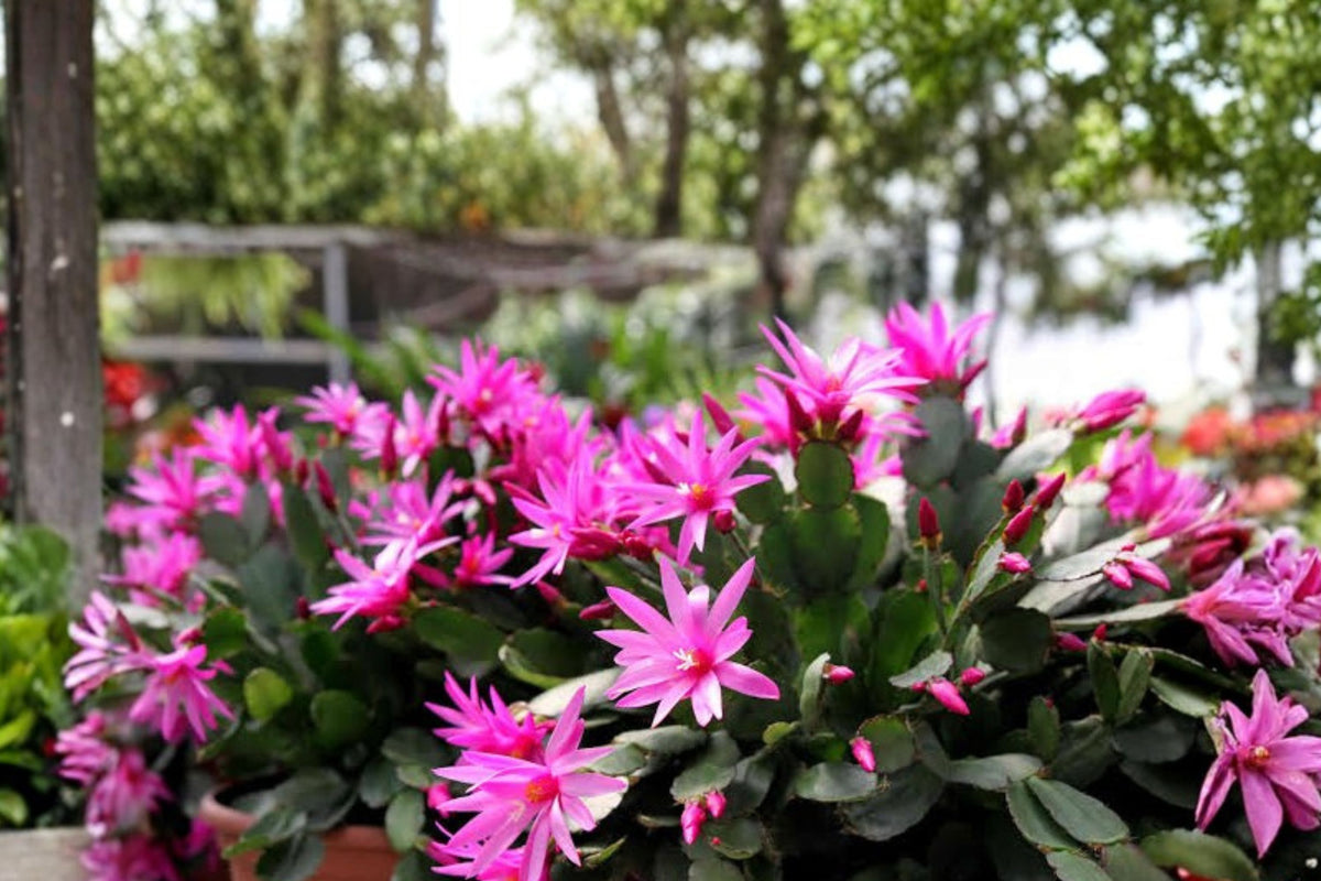 Christmas Easter Thanksgiving Cactus Live Plants – Set of 3 | Red Pink White Holiday Cactus Starter Plants