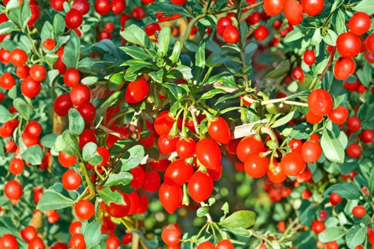 Goji Berry Live Plant – 5 Cuttings With Pot | Lycium Barbarum Fruit Plant Ready to Grow