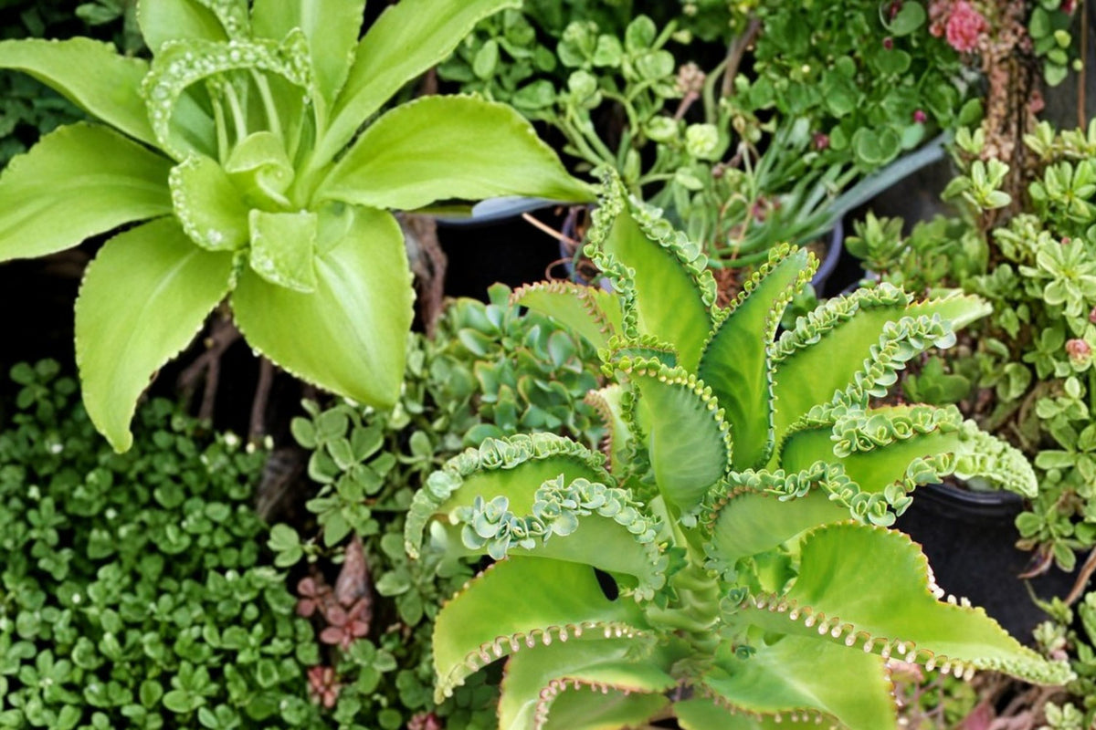 Mother of Thousands Kalanchoe Live Plants – Set of 4 | 3.5 Inch Aranto Mala Madre Succulent Plants