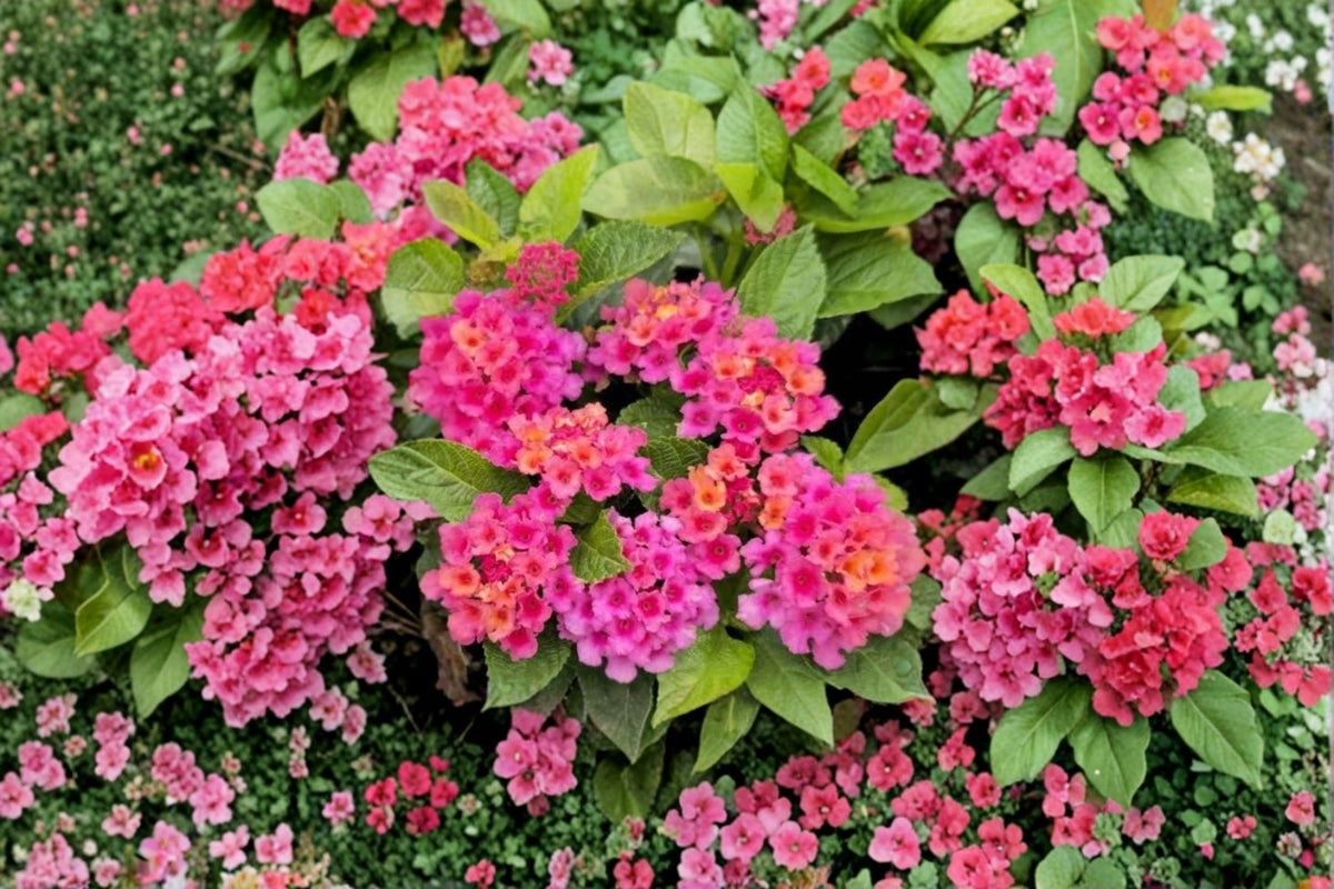 Athens Rose Lantana Live Plants – Set of 2 | 4–6 Inch Bare Root Lantana Camara Flowering Starters