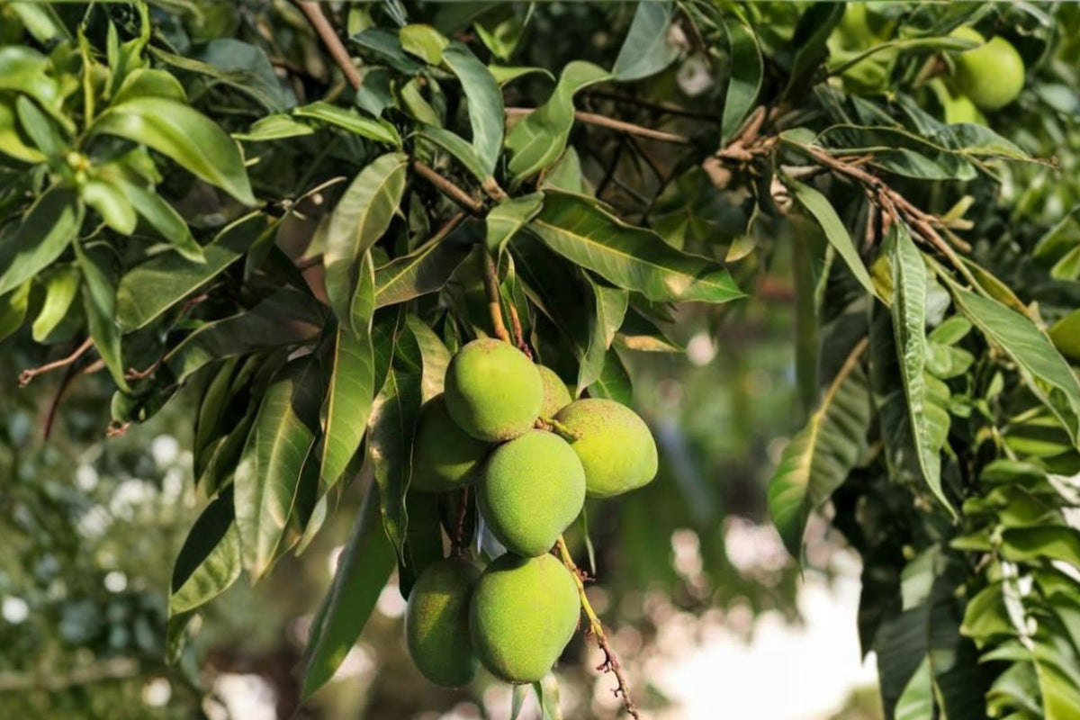 Keitt Mango Tree Seedling – Live Tropical Fruit Starter Plant | Healthy Young Mango Tree