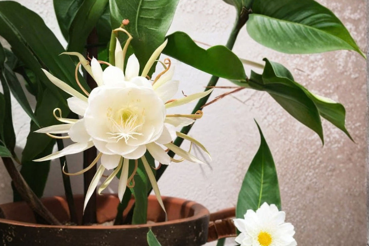 Queen of the Night Cactus Live Plant – Epiphyllum Oxypetalum | 3 Inch Pot Rooted Orchid Cactus