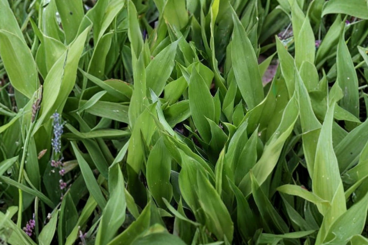 Dwarf Cast Iron Plant ‘Tiny Tank’ – Aspidistra Live Plant | 4 Inch Pot Easy Care Houseplant