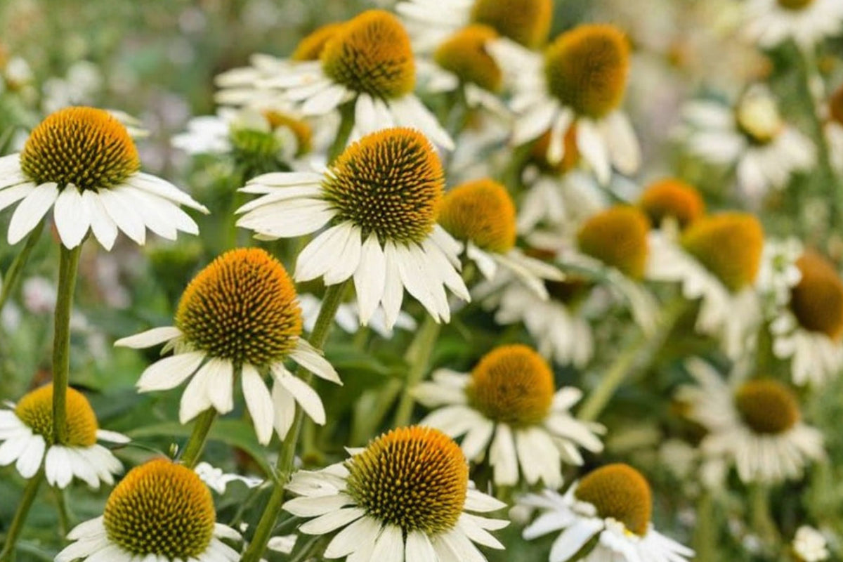 Echinacea ‘White Swan’ Live Plants – Set of 4 | White Coneflower Bare Root Perennials