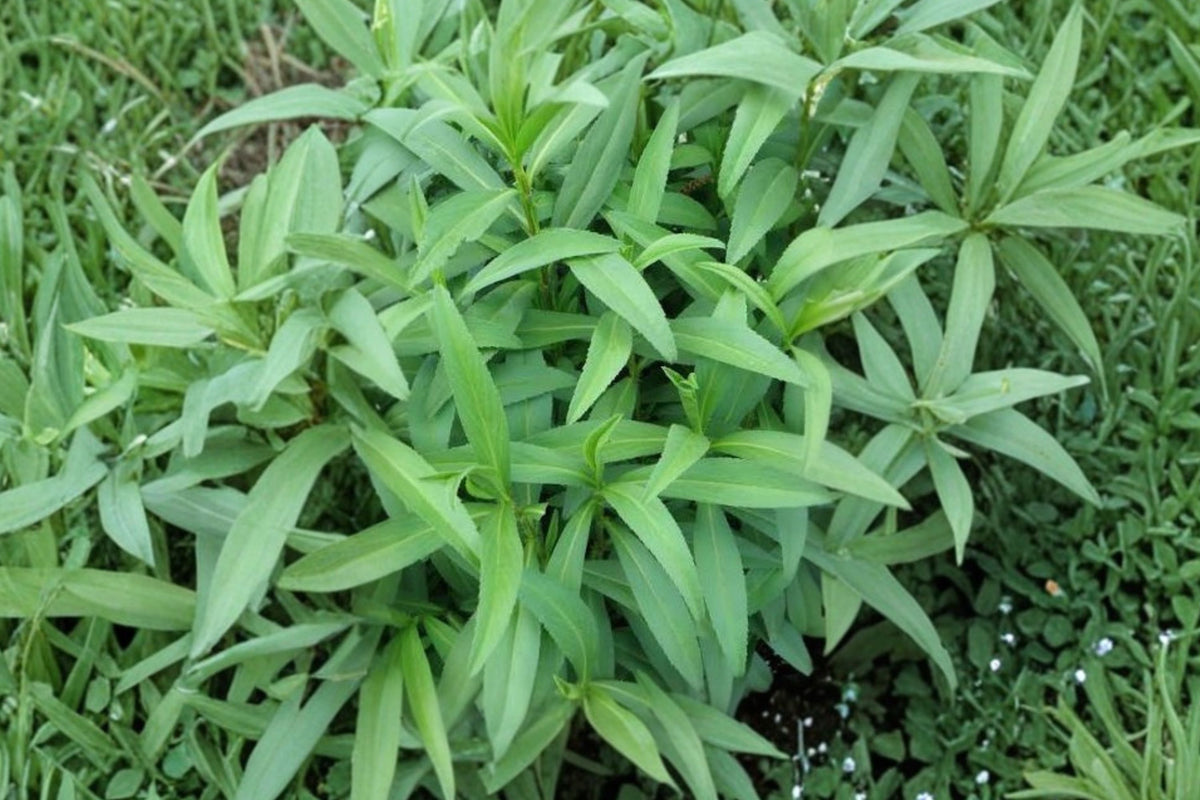 French Tarragon Live Plants – Set of 2 | 4–8 Inch Well-Rooted Fragrant Herb Plants
