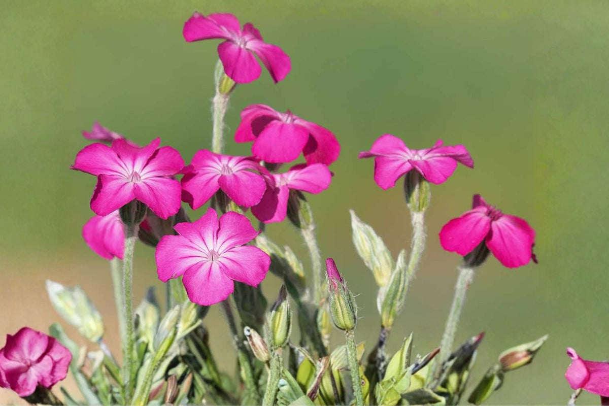 Rose Campion Live Plants – Set of 3 | Pink Flowering Biennial Bare Root Plants