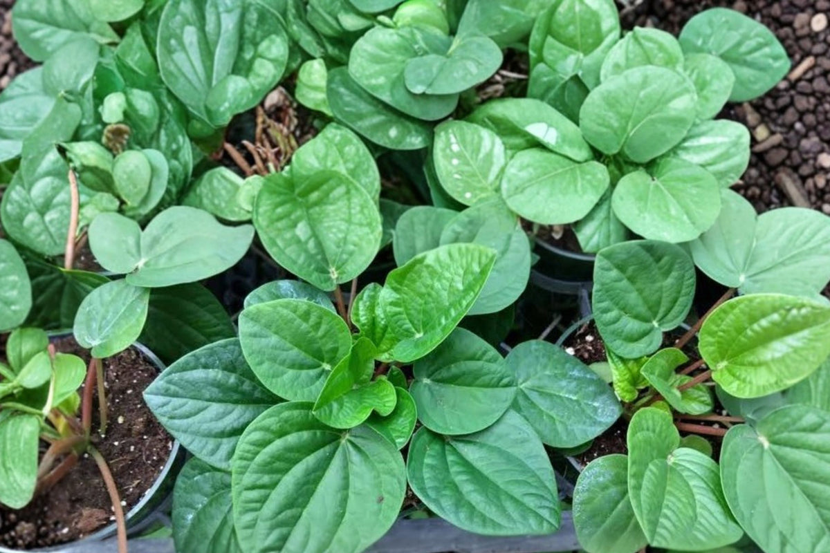 Peperomia Rana Verde Live Plant – 4 Inch Pot | Compact Green Tropical Houseplant