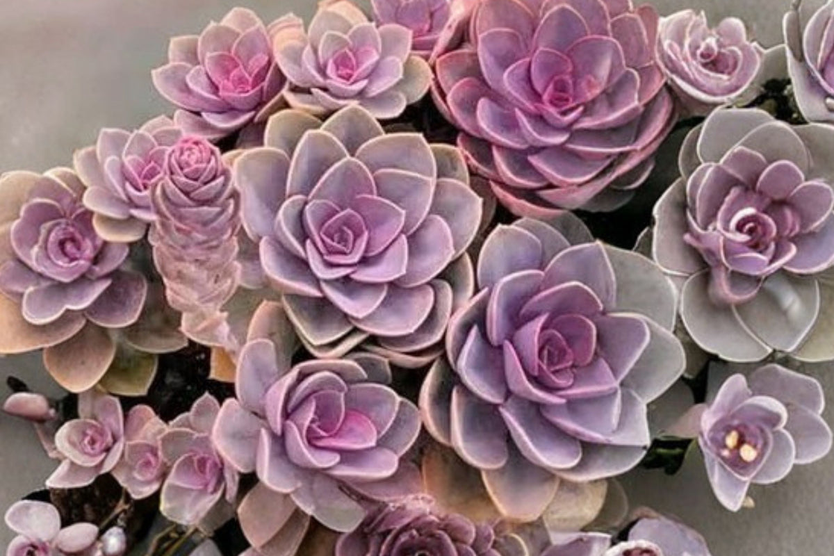 Rare Succulent Live Plant – 3 Inch Bare Root | Easy Care Indoor Decorative Succulent
