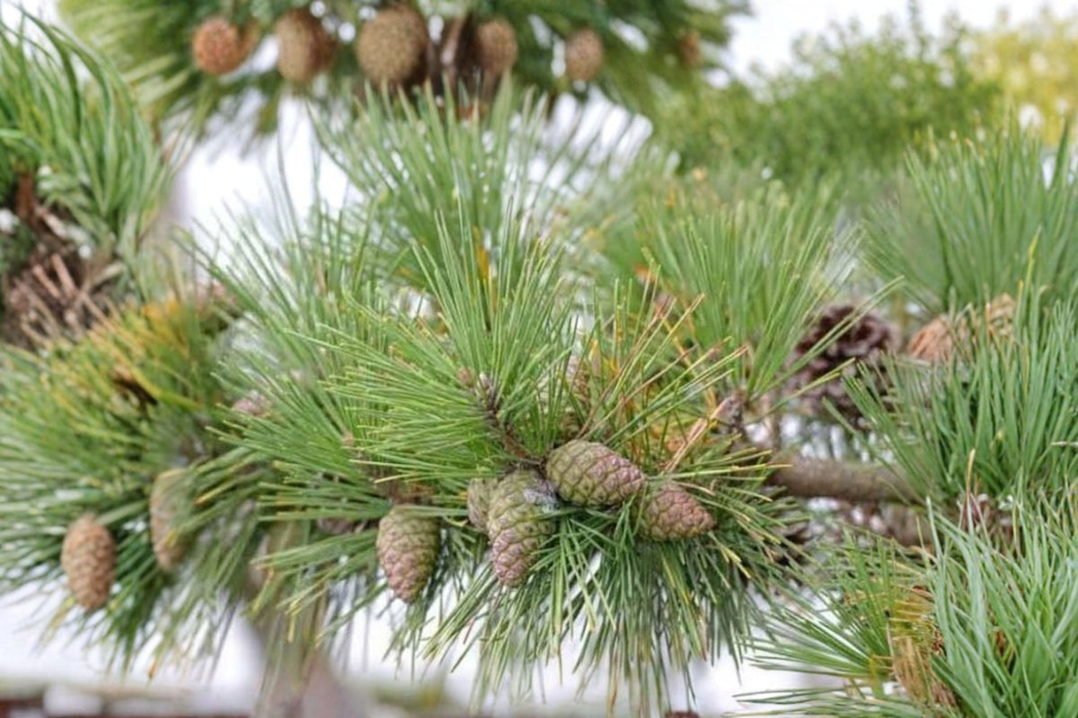 Japanese Black Pine Live Tree Seedlings – Set of 3 | Pinus Thunbergii Evergreen Starter Trees