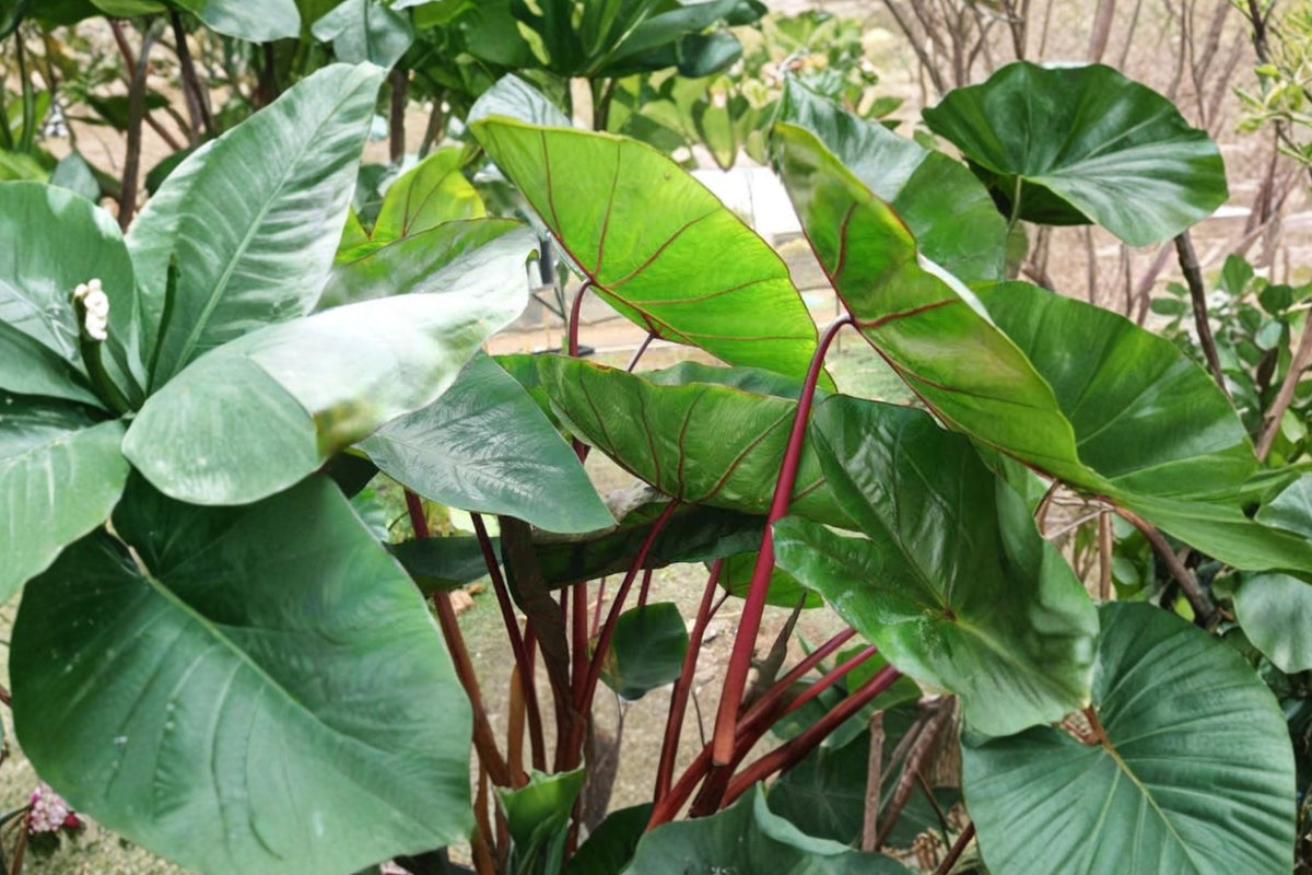 Hawaiian Punch Colocasia Live Plant – 6–15 Inch | Elephant Ear Tropical Starter Plant No Pot