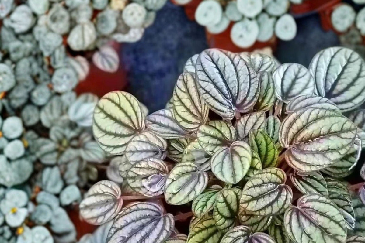 Peperomia Piccolo Banda Live Plant – 4 Inch Peacock Peperomia Indoor Houseplant