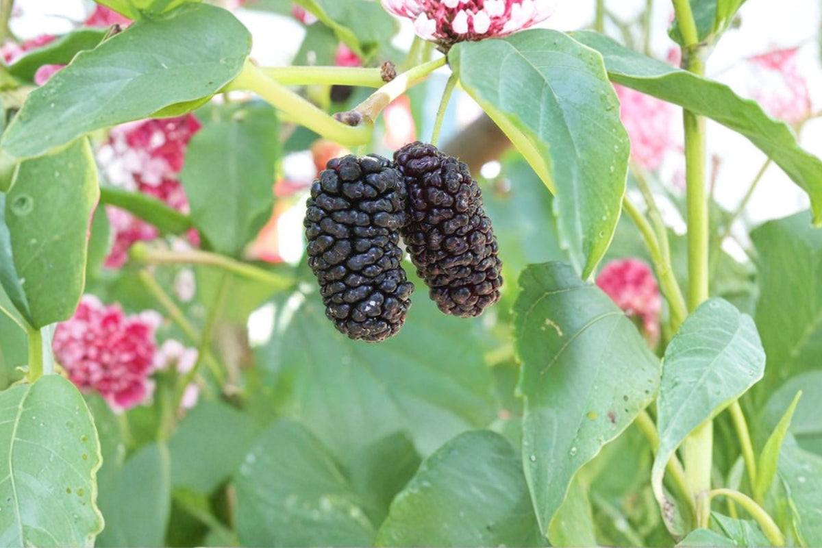 Illinois Everbearing Mulberry Tree Live Plant – Morus Hybrid | Edible Fruit Tree for Planting