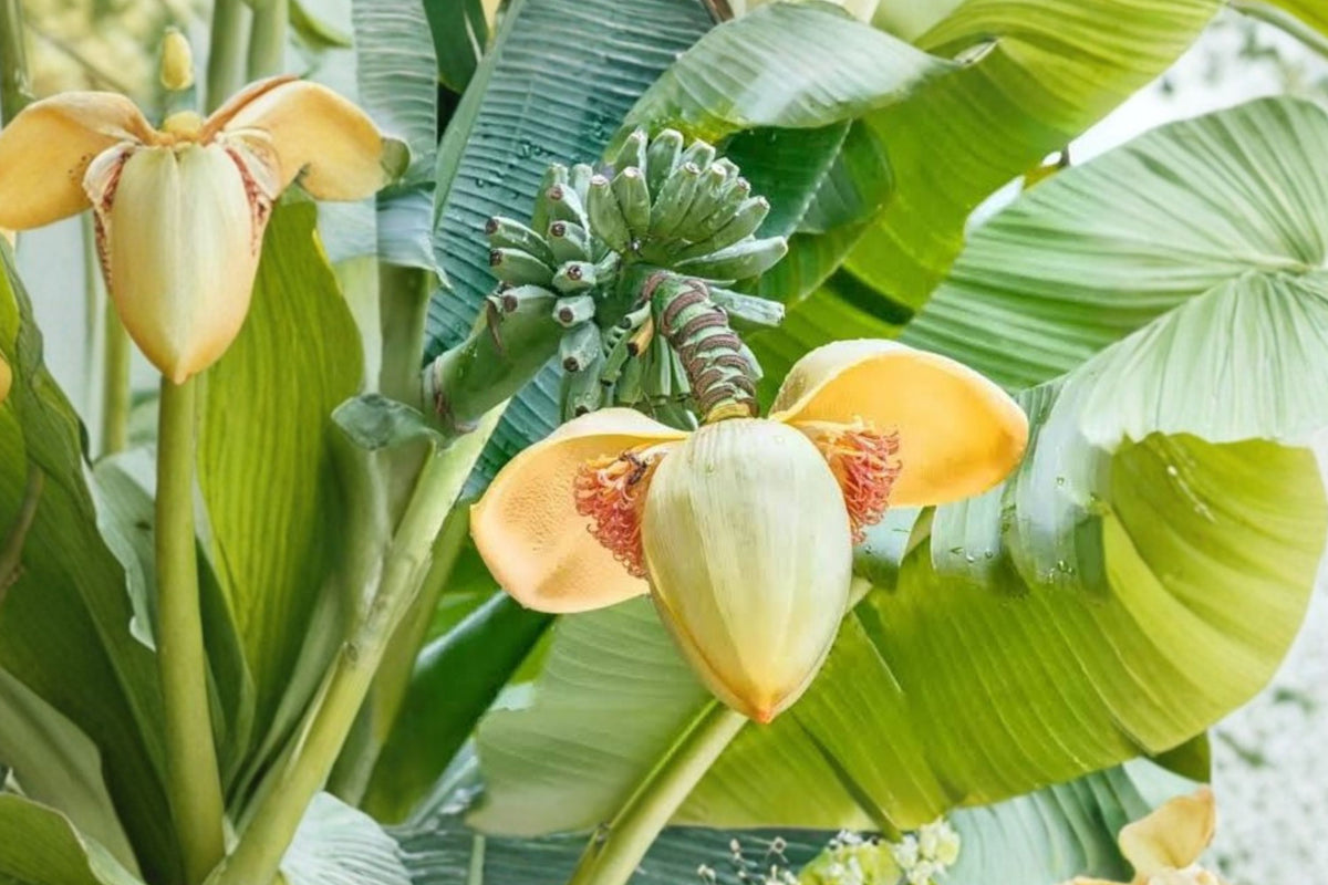 Musa Basjoo Banana Live Starter Plant – Hardy Banana Tropical Ornamental Plant